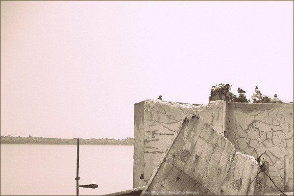 Foto 4/Pajaros y ruinas