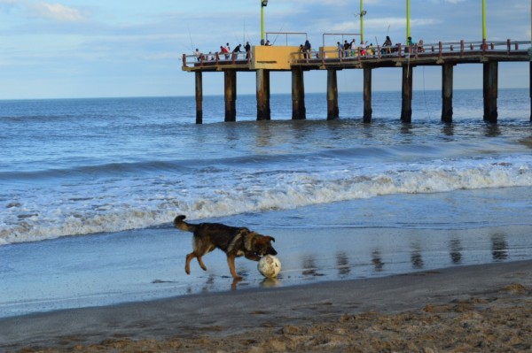 Foto 3/Perro de playa