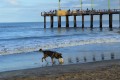 Perro de playa
