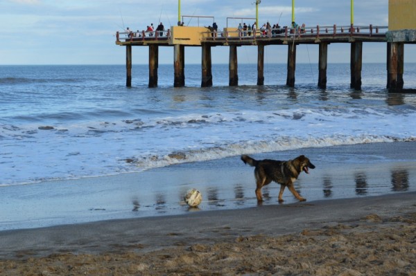 Foto 4/Perro de playa