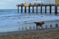 Perro de playa