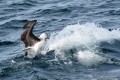 Pelea en el Mar