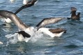 Pelea en el Mar