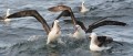 Pelea en el Mar