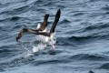 Pelea en el Mar