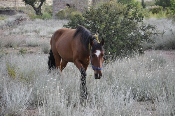 Foto 4/pastoreando en el pedemonte...