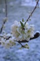 nieve en Sierra de Los Padres