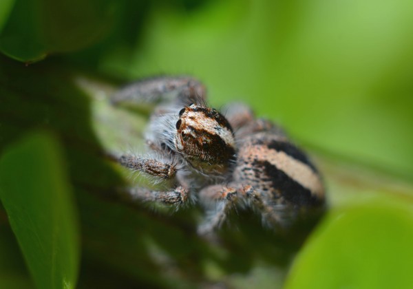 Foto 1/retrato de una cazadora