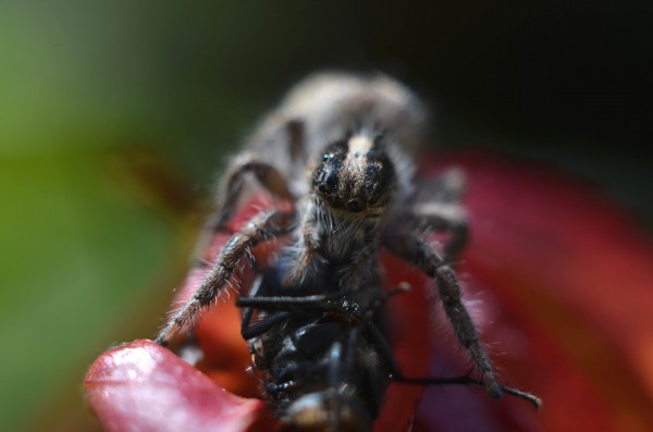 Foto 2/retrato de una cazadora