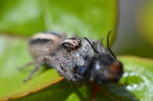 Foto 3/retrato de una cazadora