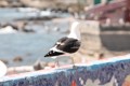 Paseo antes del vuelo