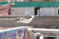 Paseo antes del vuelo