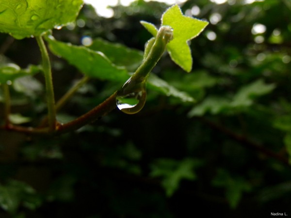 Foto 4/LLuvia