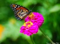 Flores y mariposas en el Oeste de Buenos Aires