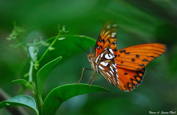 Foto 5/Flores y mariposas en el Oeste de Buenos Aires