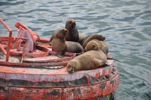 Foto 3/lobos marinos