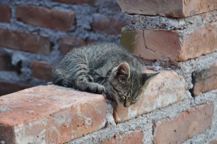 Foto 1/el pequeo gato