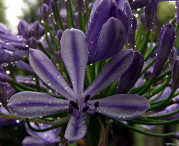 Foto 3/Agapanthus