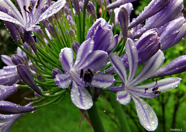 Foto 4/Agapanthus