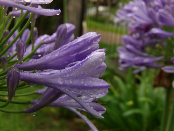 Foto 5/Agapanthus