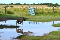 Rex saltando en el charco