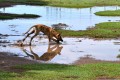 Rex saltando en el charco