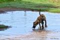 Rex saltando en el charco