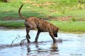 Rex saltando en el charco