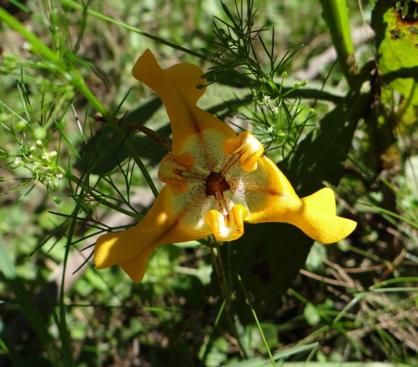 Foto 1/Las estrellas del sendero