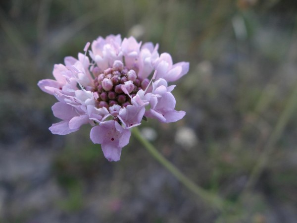 Foto 2/Las estrellas del sendero