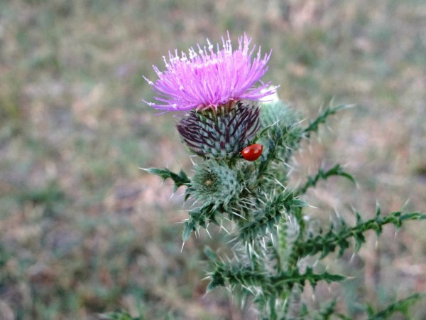 Foto 3/Las estrellas del sendero