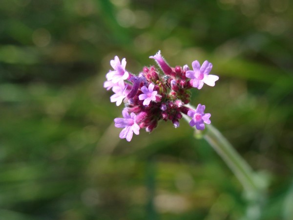 Foto 4/Las estrellas del sendero