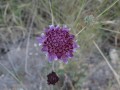 Las estrellas del sendero