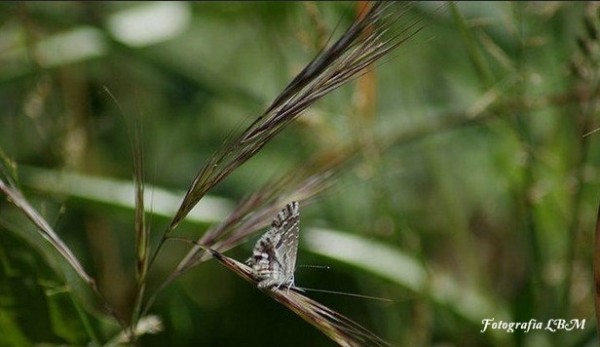 Foto 1/Mariposas