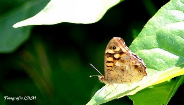 Foto 2/Mariposas