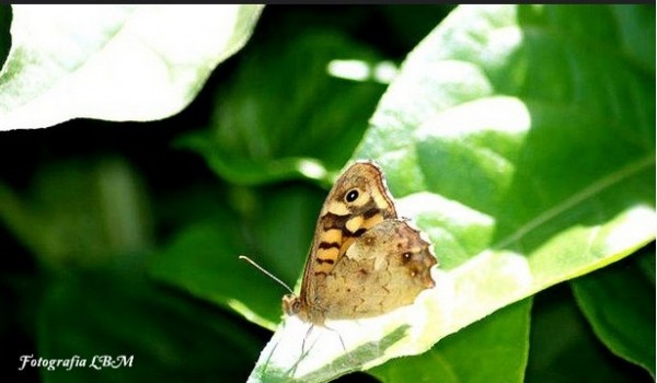 Foto 4/Mariposas