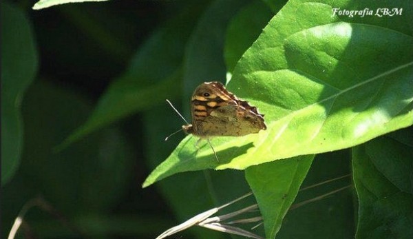 Foto 5/Mariposas