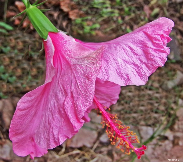 Foto 5/mis chinas rosas