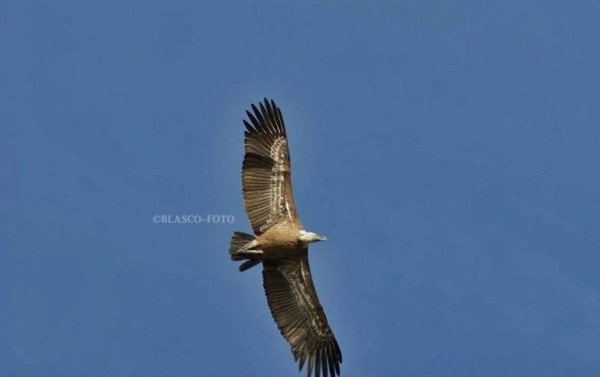 Foto 1/Volando en libertad