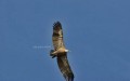 Volando en libertad