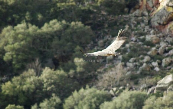 Foto 3/Volando en libertad