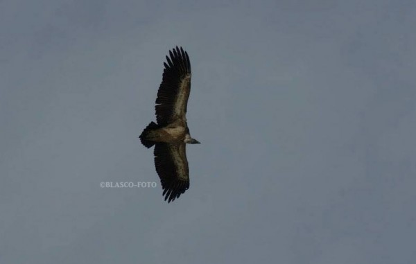 Foto 4/Volando en libertad