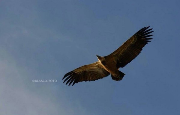 Foto 5/Volando en libertad