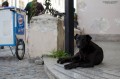 `Perros de la calle` ......no es una de Tarantino