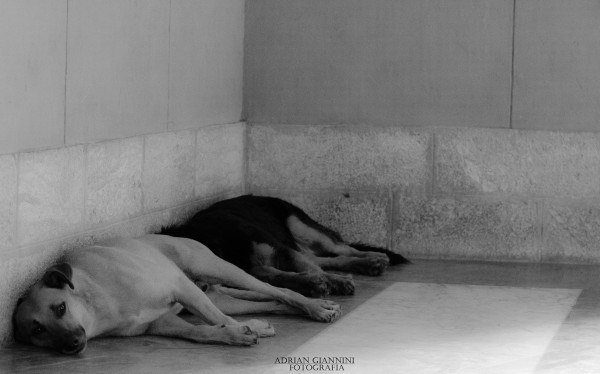 Foto 4/`Perros de la calle` ......no es una de Tarantino