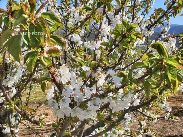 Foto 1/Cerezo en flor