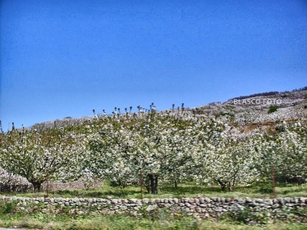 Foto 2/Cerezo en flor