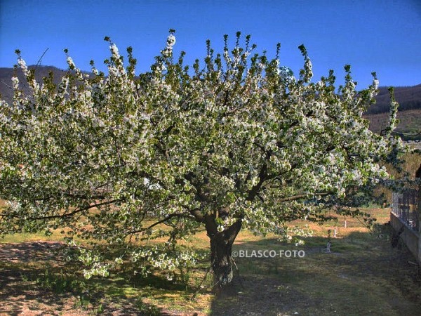 Foto 3/Cerezo en flor