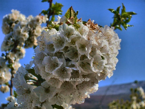 Foto 4/Cerezo en flor