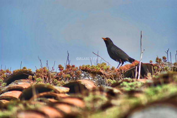 Foto 4/Aves